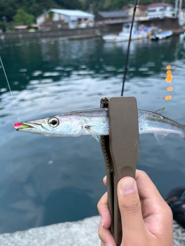 カマスの釣果