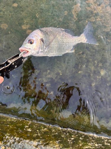 キビレの釣果