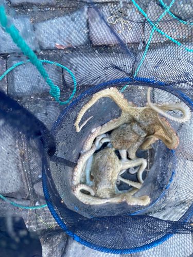 タコの釣果