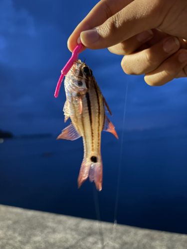 ネンブツダイの釣果