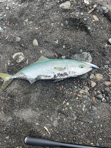 ワカシの釣果