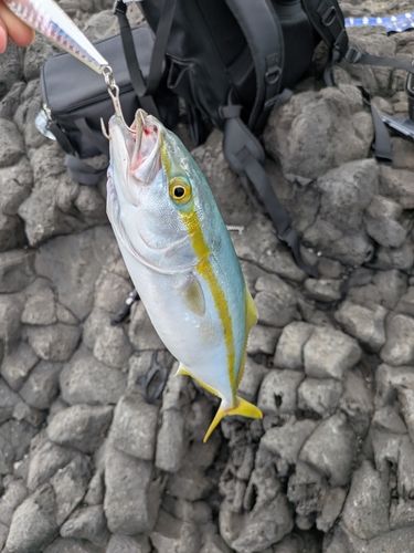 ヤズの釣果