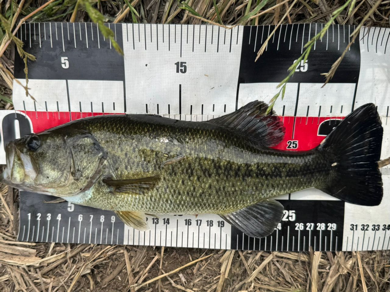 DAIWA 19エアエッジ モバイル 644L/MLS-STの最安値・インプレ・釣果