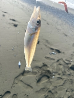 キスの釣果