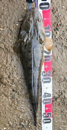 マゴチの釣果