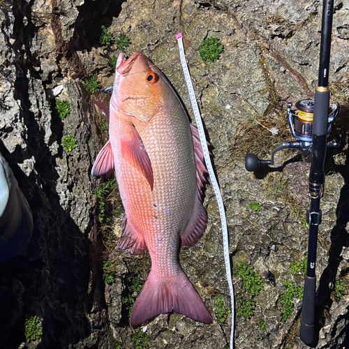 バラフエダイの釣果