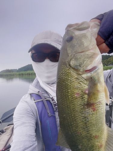 ブラックバスの釣果