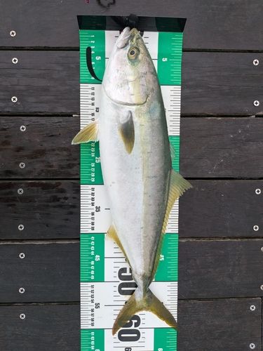 ワラサの釣果