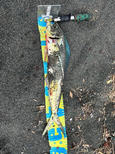 シイラの釣果