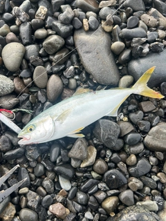 ワカシの釣果
