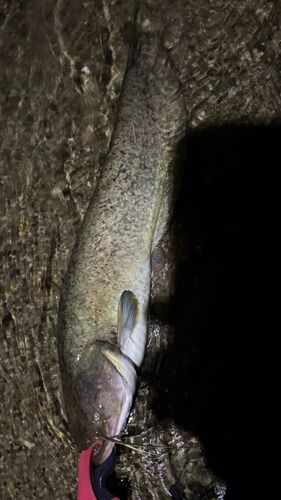 ナマズの釣果