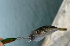 クサフグの釣果
