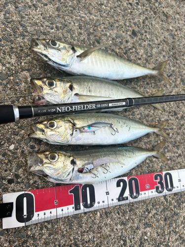 アジの釣果