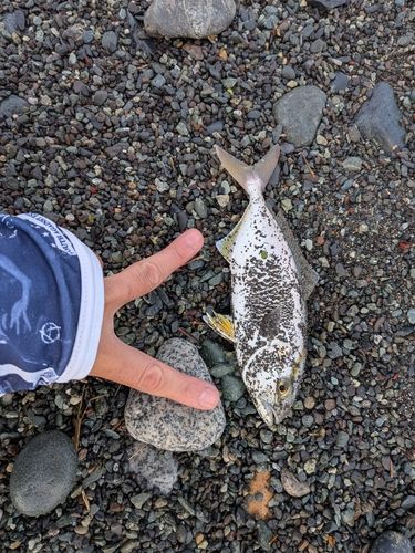 ショゴの釣果