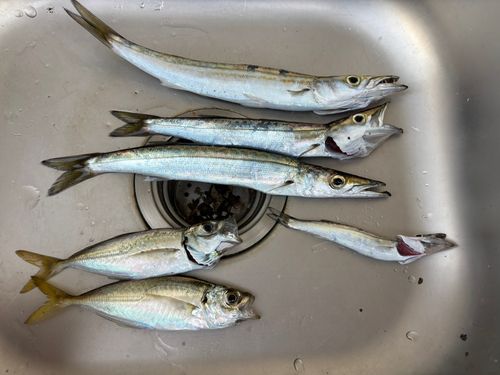 アジの釣果