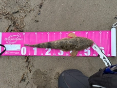 マゴチの釣果