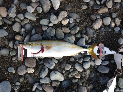 イナダの釣果