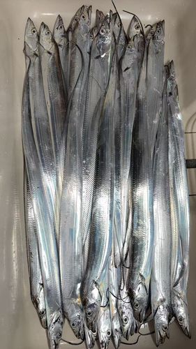 タチウオの釣果