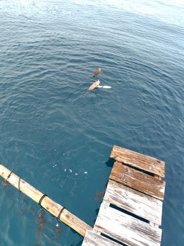 ワカシの釣果