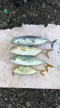 カツオの釣果