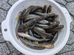 マハゼの釣果