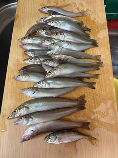 キスの釣果