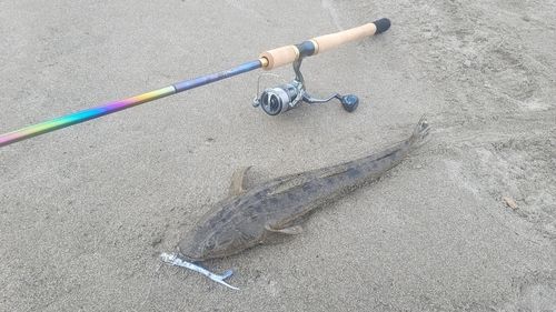 マゴチの釣果
