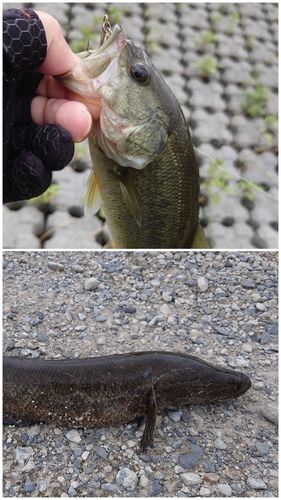 ブラックバスの釣果