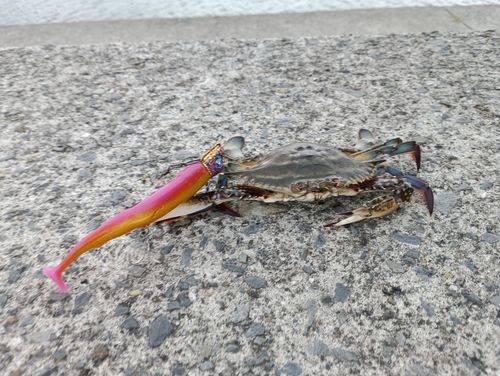イシガニの釣果