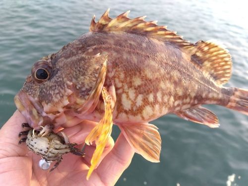 カサゴの釣果
