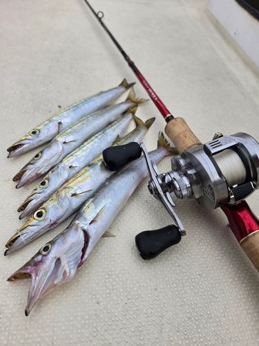 カマスの釣果