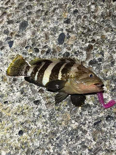 アオハタの釣果