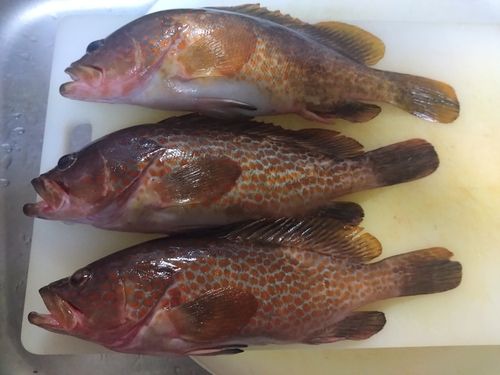 キジハタの釣果