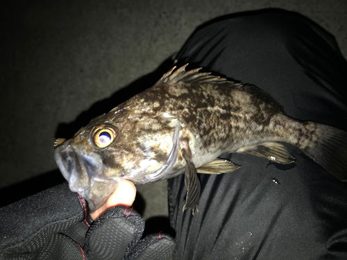 クロソイの釣果