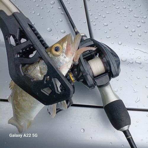 セイゴ（マルスズキ）の釣果