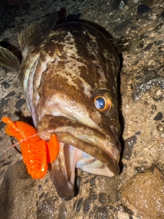 タケノコメバルの釣果
