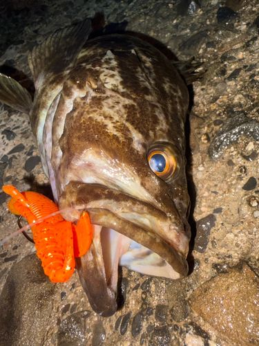 タケノコメバルの釣果