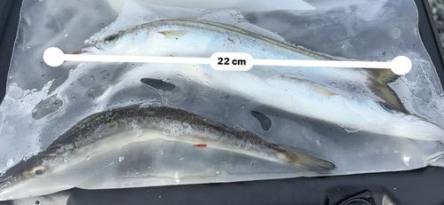カマスの釣果