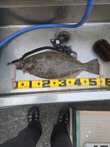 ヒラメの釣果