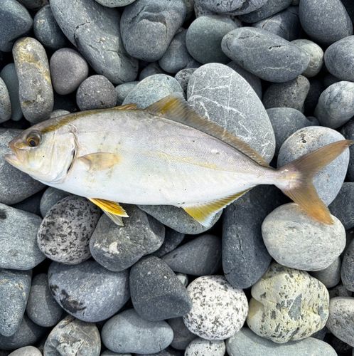 ショゴの釣果