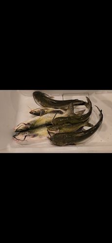 チャネルキャットフィッシュの釣果