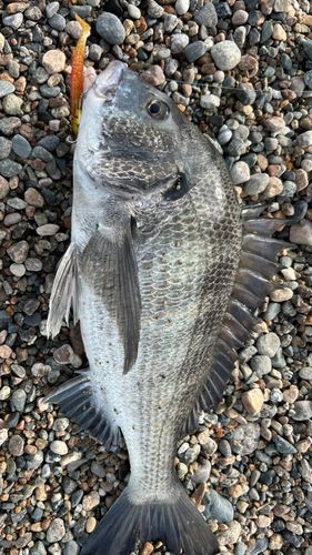 チヌの釣果