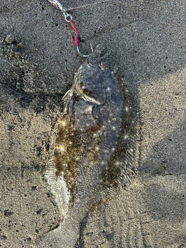 メッキの釣果