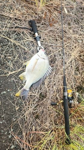 キビレの釣果