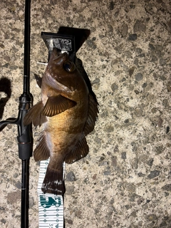 メバルの釣果