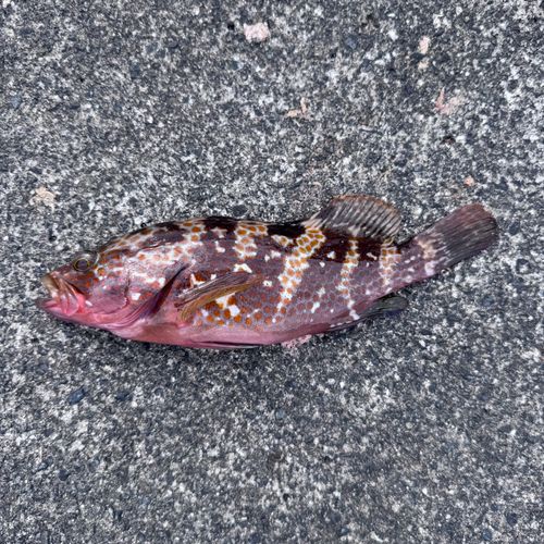 キジハタの釣果