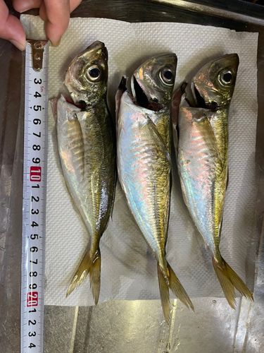 アジの釣果