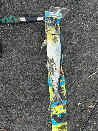シイラの釣果