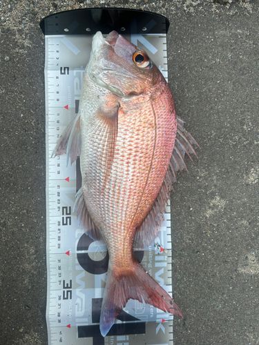 マダイの釣果