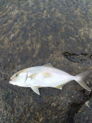 ショゴの釣果